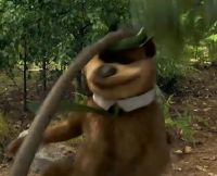 yogi