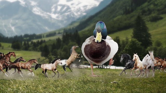 giant ducks giant ducks