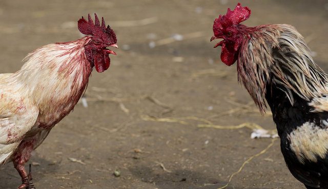 cockfighting