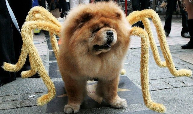 spider chow