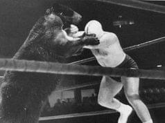 bear-fight-man