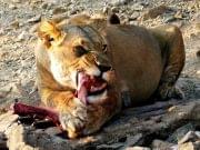 carnivore1