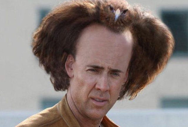 Nic Cage bird on head